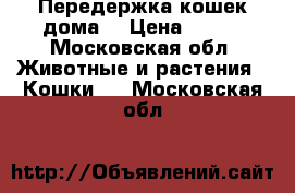 Передержка кошек дома. › Цена ­ 350 - Московская обл. Животные и растения » Кошки   . Московская обл.